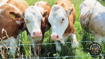 inzellpanoramaweg21062022 (21)_JPG