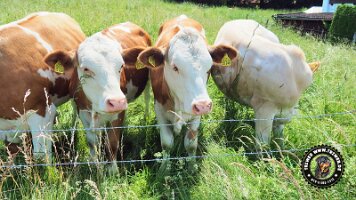 inzellpanoramaweg21062022 (22)_JPG