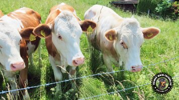 inzellpanoramaweg21062022 (24)_JPG