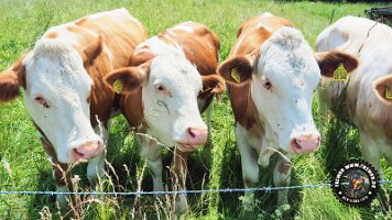 inzellpanoramaweg21062022 (25)_JPG