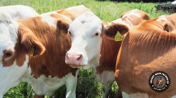 inzellpanoramaweg21062022 (26)_JPG