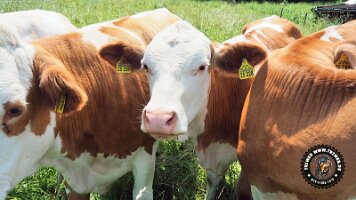 inzellpanoramaweg21062022 (27)_JPG