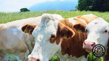 inzellpanoramaweg21062022 (28)_JPG