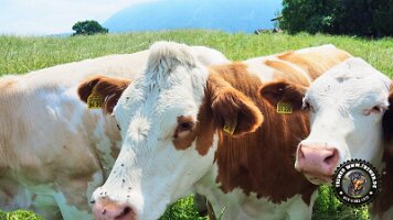 inzellpanoramaweg21062022 (29)_JPG