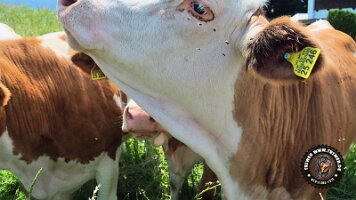 inzellpanoramaweg21062022 (30)_JPG