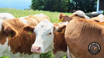 inzellpanoramaweg21062022 (31)_JPG