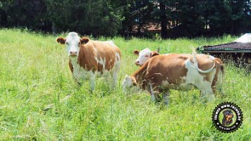 inzellpanoramaweg21062022 (32)_JPG