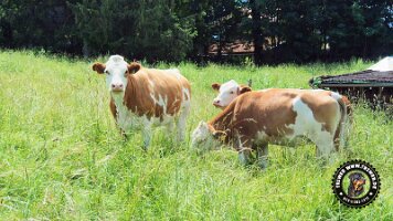 inzellpanoramaweg21062022 (33)_JPG