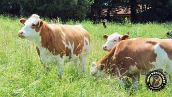 inzellpanoramaweg21062022 (34)_JPG