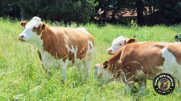 inzellpanoramaweg21062022 (35)_JPG