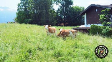 inzellpanoramaweg21062022 (36)_JPG