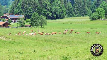 inzellpanoramaweg21062022 (45)_JPG