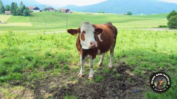 inzellpanoramaweg21062022 (56)_JPG