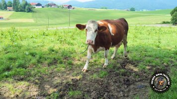 inzellpanoramaweg21062022 (57)_JPG