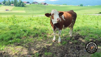 inzellpanoramaweg21062022 (58)_JPG