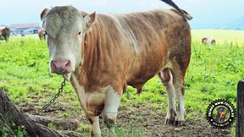 inzellpanoramaweg21062022 (59)_JPG