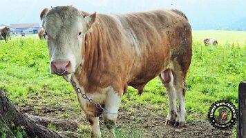 inzellpanoramaweg21062022 (60)_JPG