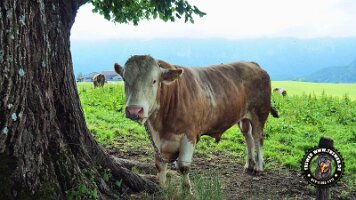 inzellpanoramaweg21062022 (61)_JPG