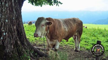 inzellpanoramaweg21062022 (62)_JPG