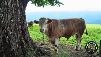 inzellpanoramaweg21062022 (63)_JPG