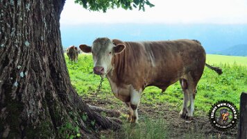 inzellpanoramaweg21062022 (64)_JPG