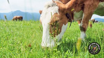 inzellpanoramaweg21062022 (65)_JPG