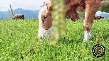 inzellpanoramaweg21062022 (66)_JPG