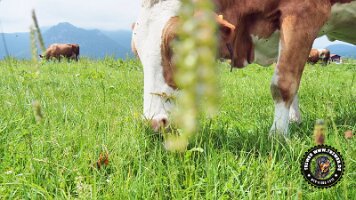 inzellpanoramaweg21062022 (67)_JPG