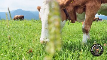 inzellpanoramaweg21062022 (68)_JPG