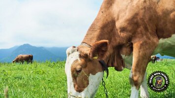 inzellpanoramaweg21062022 (69)_JPG