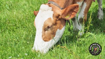 inzellpanoramaweg21062022 (70)_JPG