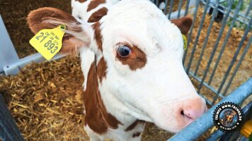 inzellpanoramaweg21062022 (75)_JPG