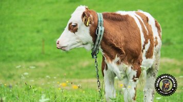 inzellpanoramaweg21062022 (83)_JPG