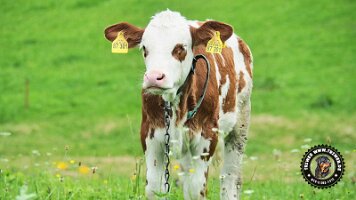 inzellpanoramaweg21062022 (84)_JPG