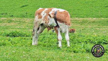 inzellpanoramaweg21062022 (85)_JPG