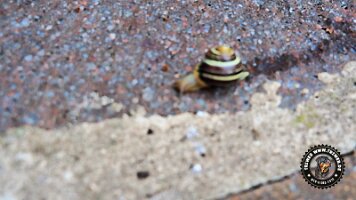 kirnbergrundeinzell23062022 (131)_JPG