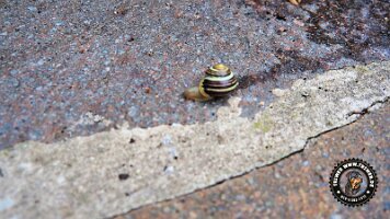 kirnbergrundeinzell23062022 (132)_JPG