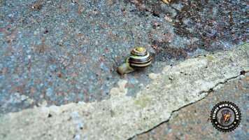 kirnbergrundeinzell23062022 (133)_JPG