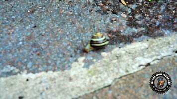 kirnbergrundeinzell23062022 (134)_JPG