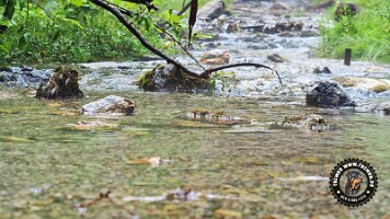 kirnbergrundeinzell23062022 (32)_JPG