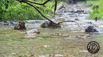 kirnbergrundeinzell23062022 (33)_JPG