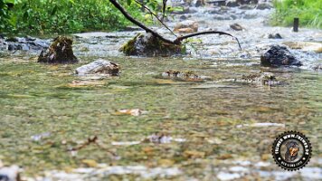 kirnbergrundeinzell23062022 (34)_JPG