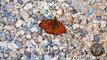 kirnbergrundeinzell23062022 (48)_JPG