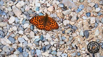 kirnbergrundeinzell23062022 (49)_JPG