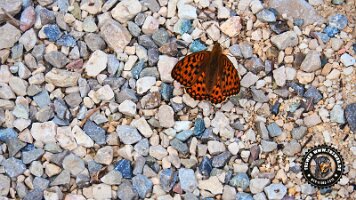 kirnbergrundeinzell23062022 (50)_JPG