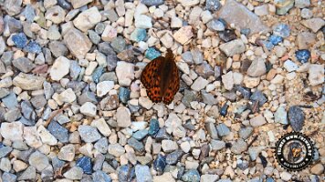 kirnbergrundeinzell23062022 (51)_JPG