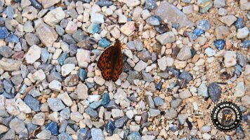 kirnbergrundeinzell23062022 (52)_JPG