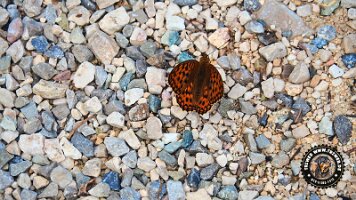 kirnbergrundeinzell23062022 (53)_JPG