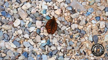 kirnbergrundeinzell23062022 (54)_JPG