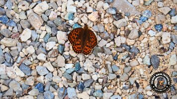 kirnbergrundeinzell23062022 (55)_JPG